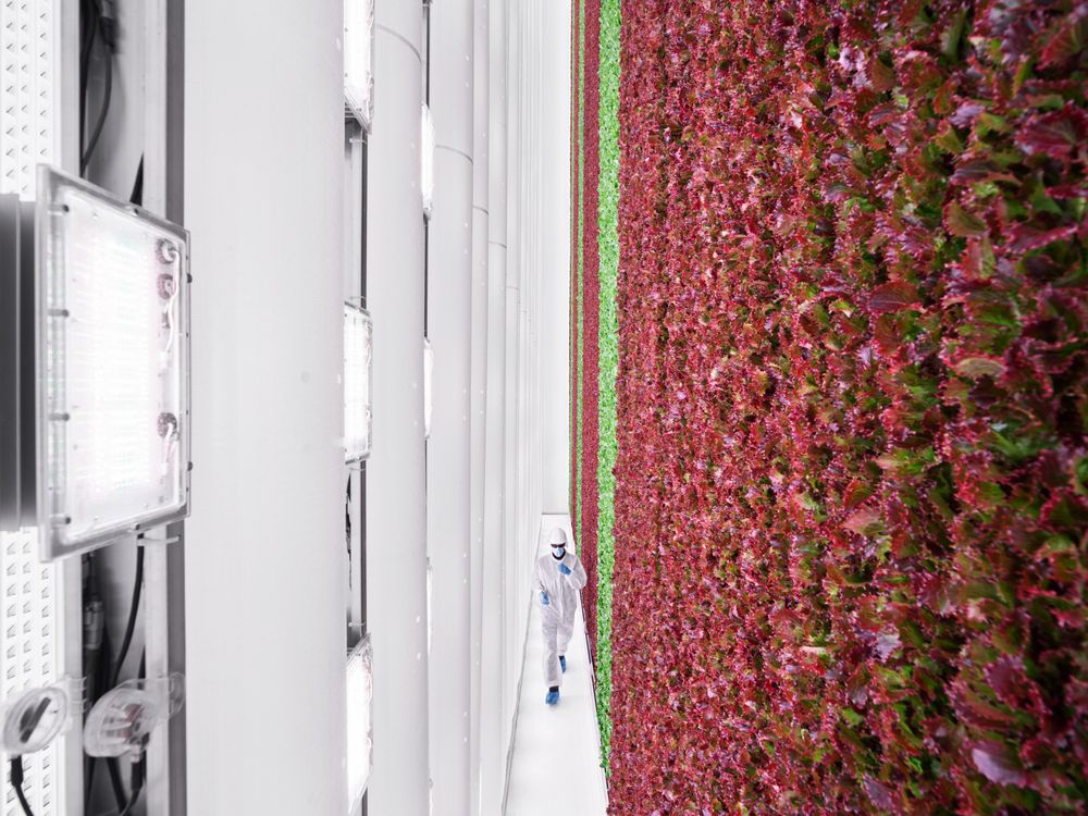 Inside Plenty S First Commercial Vertical Farm Powering Walmart Private